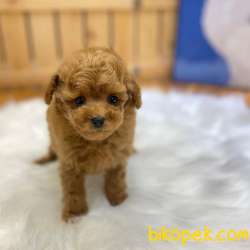 Toy Poodle Yavrularımız 5