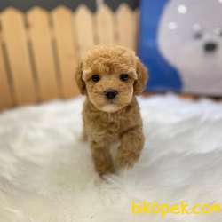 Toy Poodle Yavrularımız 4