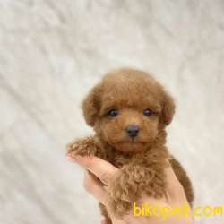 Toy Poodle Yavrularımız 1