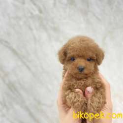 Toy Poodle Yavrularımız 2