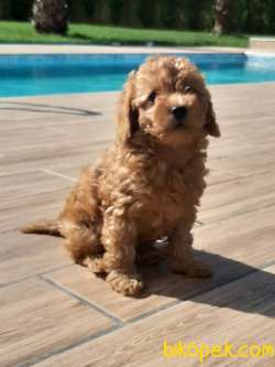 TOY POODLE YAVRULARIMIZ 3