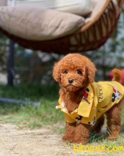 Red Brown Toy Poodle Yavrularımız 3