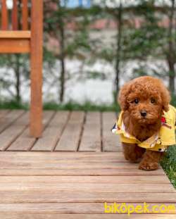 Red Brown Toy Poodle Yavrularımız 4