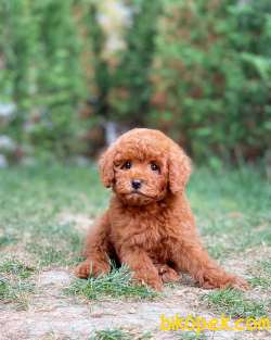 Red Brown Toy Poodle Yavrularımız 2