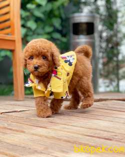 Red Brown Toy Poodle Yavrularımız