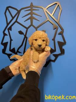 Toy Poodle Yavrularımız 1