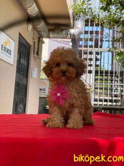 Toy Poodle Yavrularımız 4 3