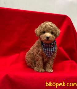 Toy Poodle Yavrularımız 5