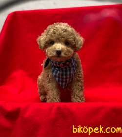 Toy Poodle Yavrularımız 4