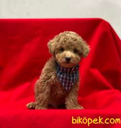 Toy Poodle Yavrularımız 3