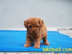 Toy Poodle Yavrularımız 5