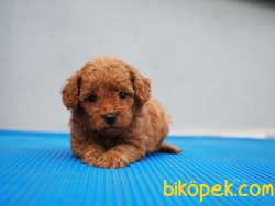 Toy Poodle Yavrularımız 2