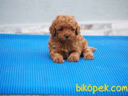 Toy Poodle Yavrularımız 4