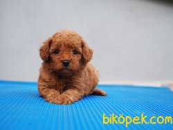 Toy Poodle Yavrularımız