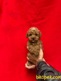 Toy Poodle Yavrularımız