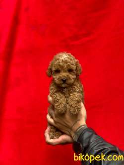 Toy Poodle Yavrularımız 4