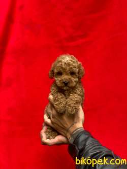 Toy Poodle Yavrularımız 2