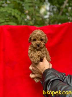 Toy Poodle Yavrularımız 3