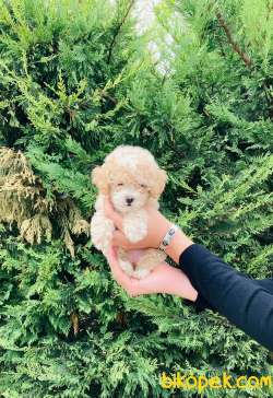 TOY POODLE YAVRULARIMIZ ÇİFTLİĞİMİZDE 3