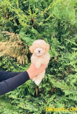 TOY POODLE YAVRULARIMIZ ÇİFTLİĞİMİZDE 2