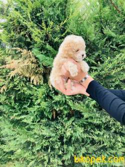 TOY POODLE YAVRULARIMIZ ÇİFTLİĞİMİZDE 4