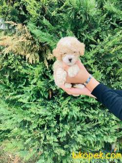 TOY POODLE YAVRULARIMIZ ÇİFTLİĞİMİZDE 5
