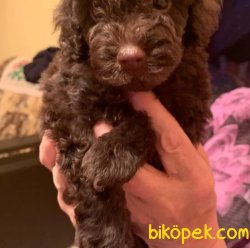 TOY POODLE YAVRULARIMIZ  En Sevimli 2