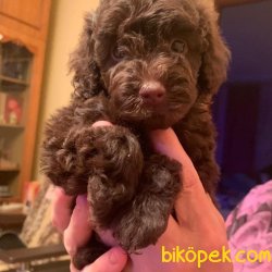 TOY POODLE YAVRULARIMIZ  En Sevimli 1
