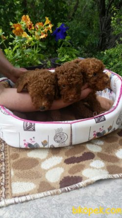 TOY POODLE YAVRULARIMIZ  En Sevimli 3