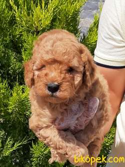 TOY POODLE YAVRULARIMIZ  En Sevimli 4