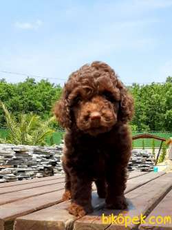 TOY POODLE YAVRULARIMIZ  En Sevimli 3
