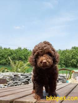 TOY POODLE YAVRULARIMIZ  En Sevimli 5