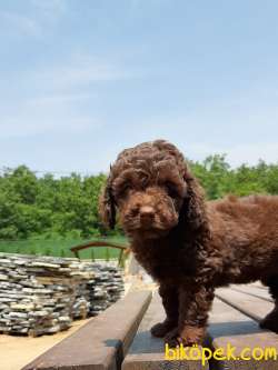 TOY POODLE YAVRULARIMIZ  En Sevimli 1