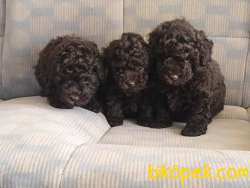 TOY POODLE YAVRULARIMIZ  En Sevimli 1