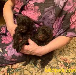 TOY POODLE YAVRULARIMIZ  En Sevimli 3