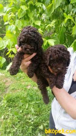 TOY POODLE YAVRULARIMIZ  En Sevimli 2