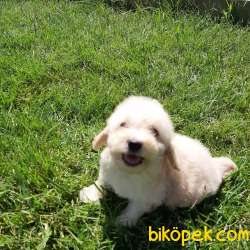 TOY POODLE YAVRULARIMIZ  En Sevimli 3