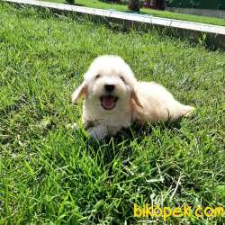 TOY POODLE YAVRULARIMIZ  En Sevimli 5