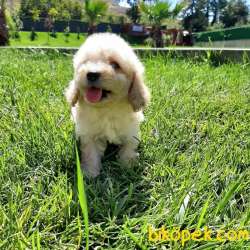 TOY POODLE YAVRULARIMIZ  En Sevimli 4