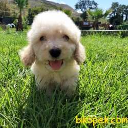 TOY POODLE YAVRULARIMIZ  En Sevimli 1