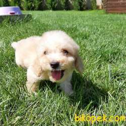 TOY POODLE YAVRULARIMIZ  En Sevimli 2