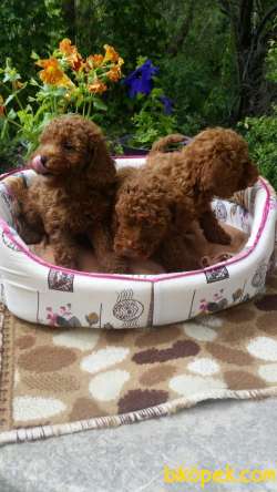 SATILIK TOY POODLE YAVRULARIMIZ  En Sevimli 4