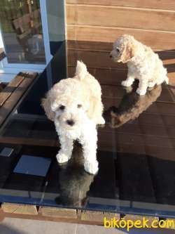 SATILIK MÜKEMMEL RED  TOY POODLE YAVRULARIMIZ 4