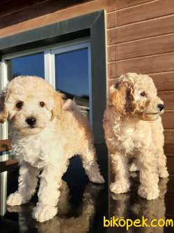 SATILIK MÜKEMMEL RED  TOY POODLE YAVRULARIMIZ 3
