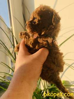 TOY POODLE YAVRULARIMIZ  En Sevimli 2