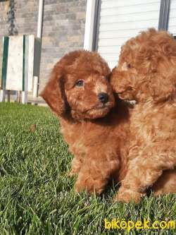 TOY POODLE YAVRULARIMIZ  En Sevimli 1