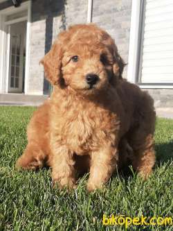 TOY POODLE YAVRULARIMIZ  En Sevimli 2