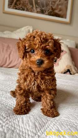 Toy Poodle Yavrularımız Evinizin Neşesi Olacaktır 1