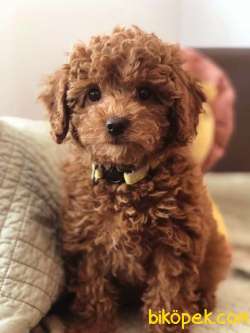 Toy Poodle Yavrularımız Evinizin Neşesi Olacaktır 3