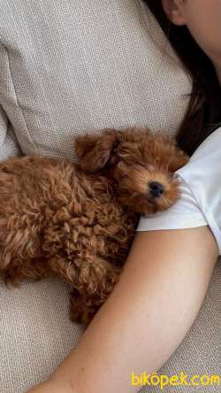 Toy Poodle Yavrularımız Evinizin Neşesi Olacaktır 4